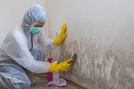 Why You Should Choose Our Mold Remediation Services in Litchfield, MI